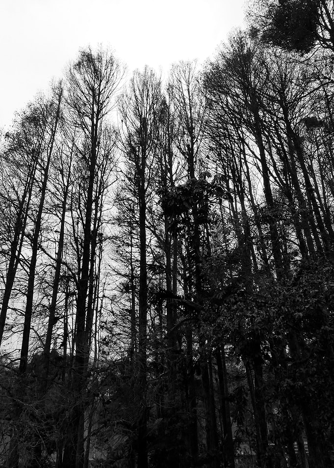 Black White Landscape F