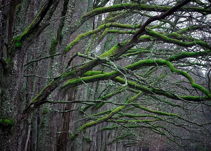 Green Moss Trees Branches