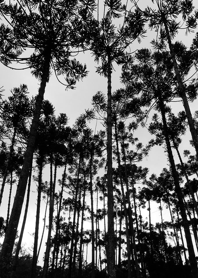 Black White Landscape C