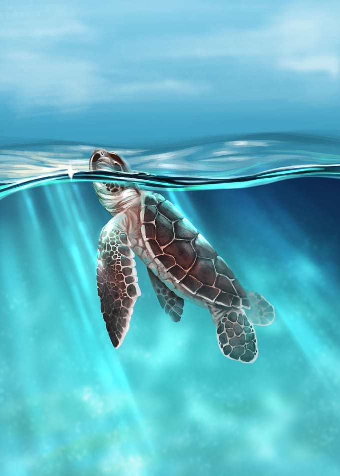 Cute Sea Turtle Baby