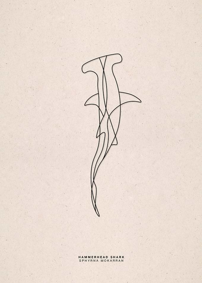 line art hammerhead shark