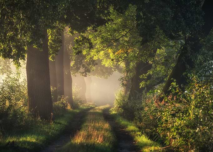 Oak alley in autumn fog
