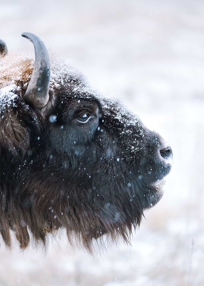 snow cow