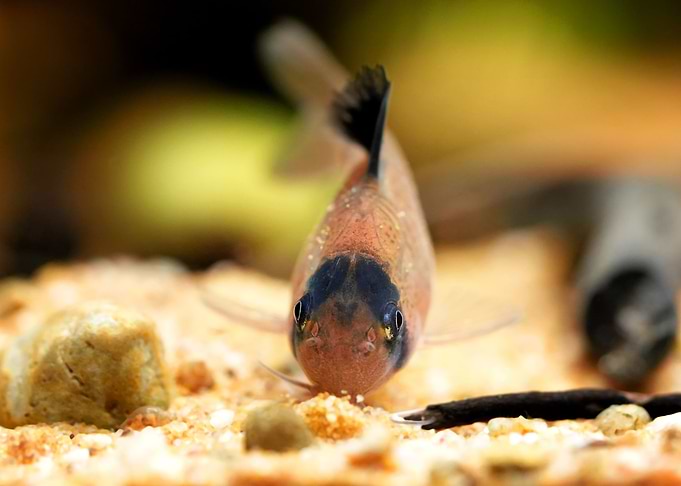 Corydoras panda catfish