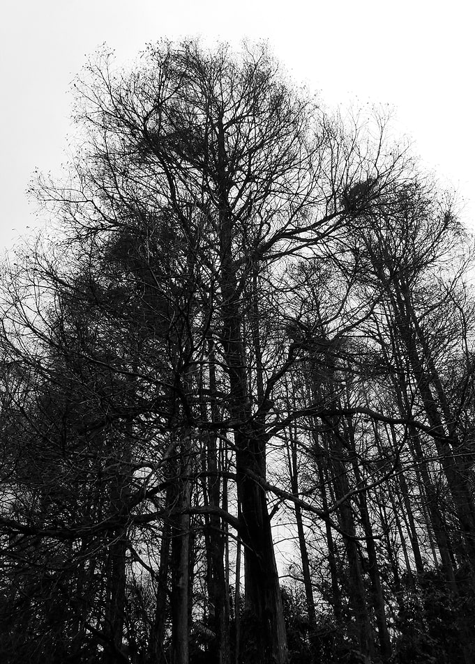 Black White Landscape D