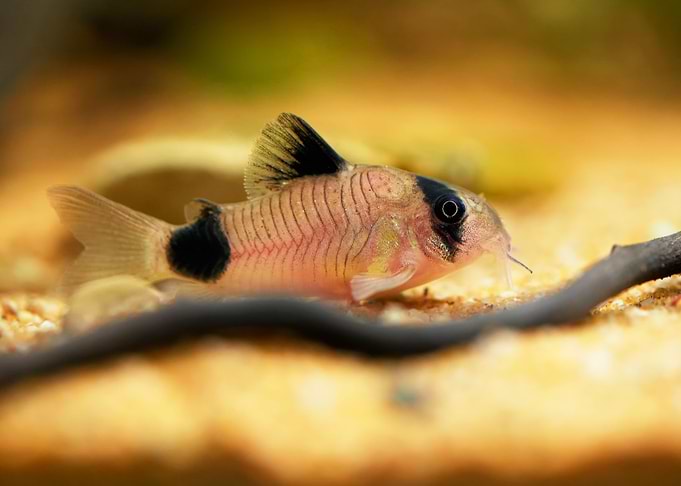 Corydoras panda catfish