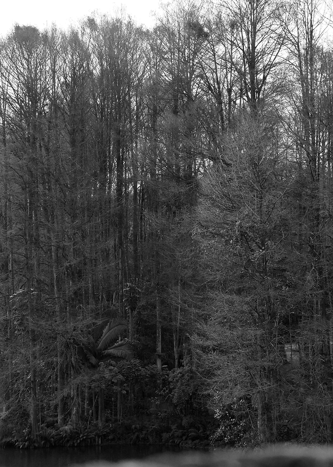 Black White Landscape I