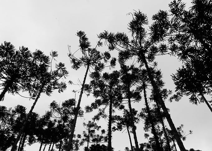Black White Landscape A