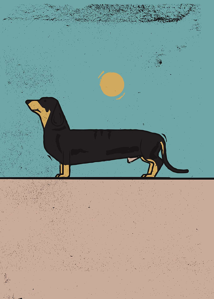 Dachshund