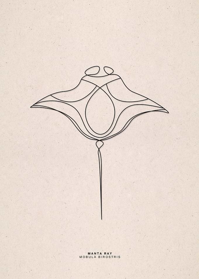 line art manta ray