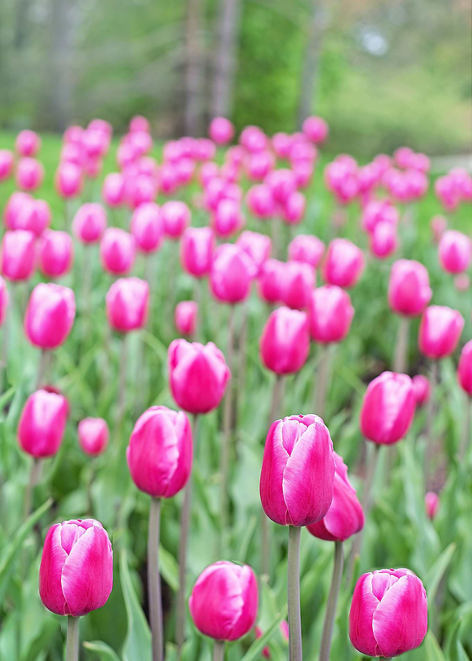 Pink floral splendor