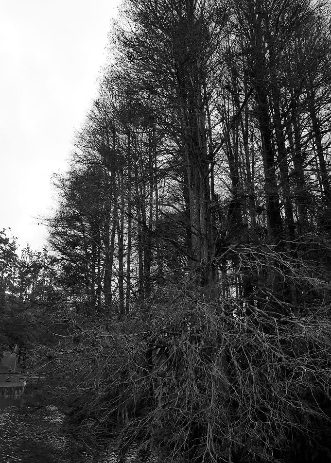 Black White Landscape A