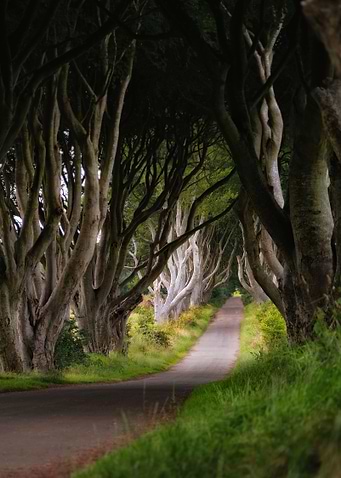 Dark Hedges