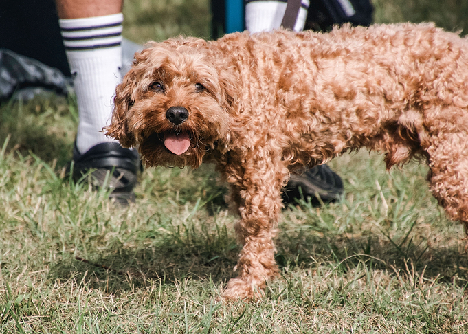 cute small brown dog