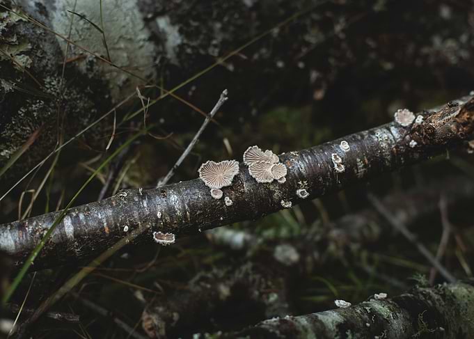Tree Mushrooms