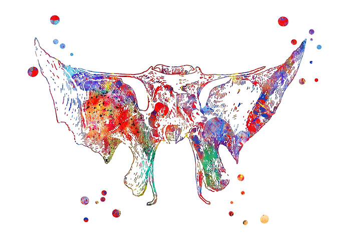 Sphenoid Bone