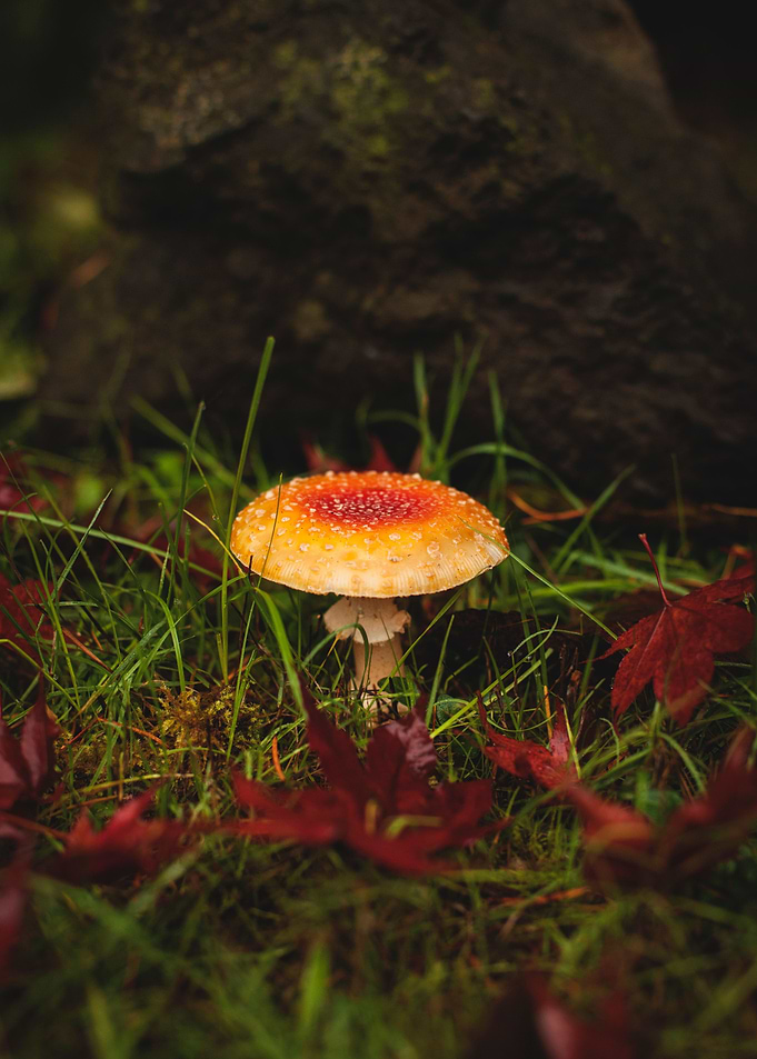 Fly Agaric