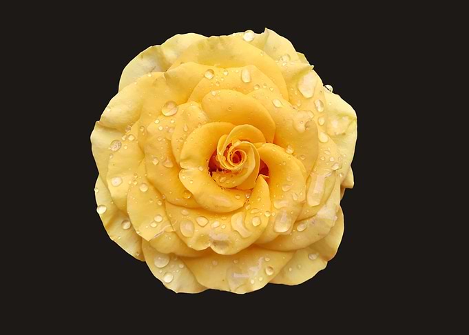 Yellow rose with raindrops