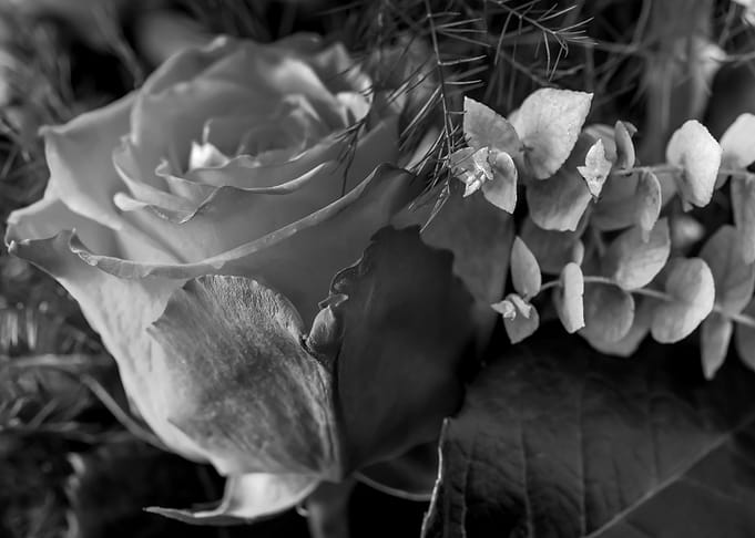 OCTOBER ROSE