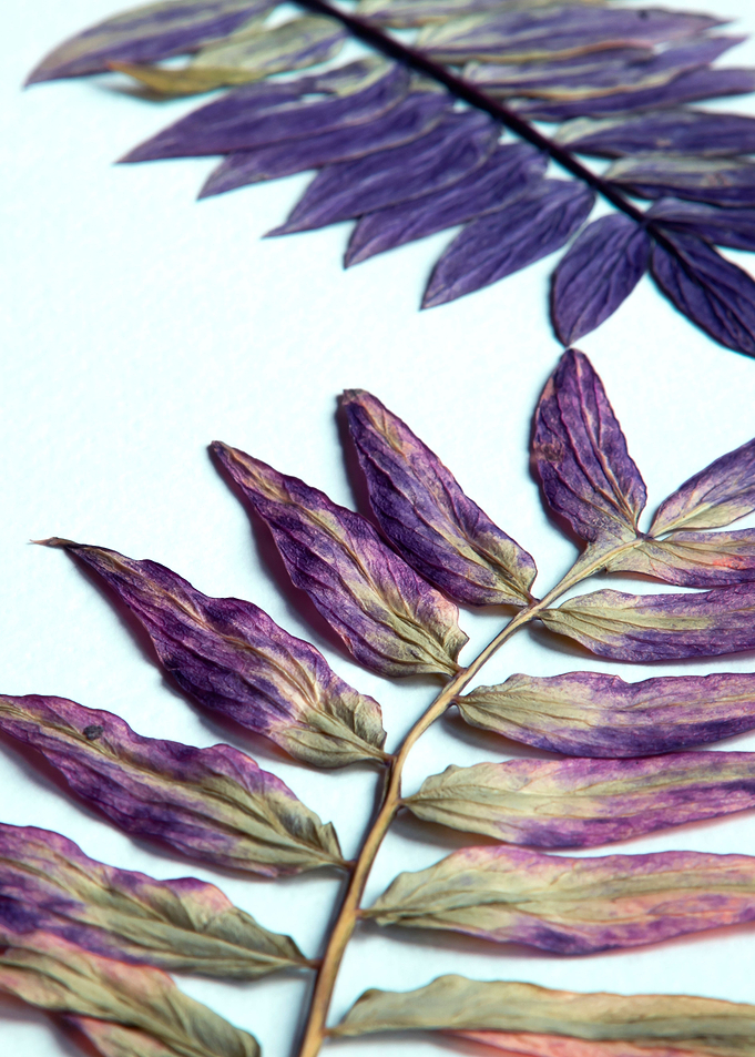 Leaves
