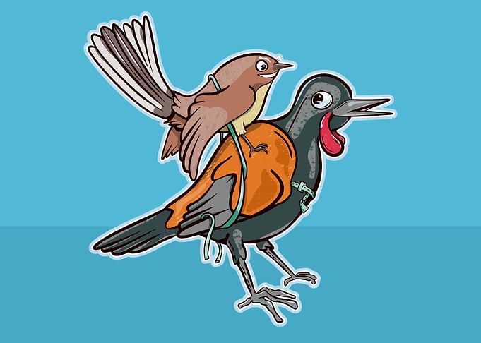 Saddleback and fantail