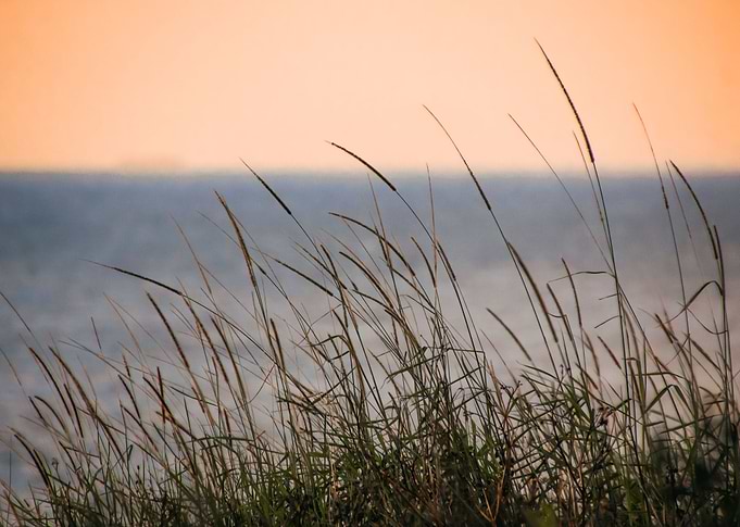 seaside field at sunset
