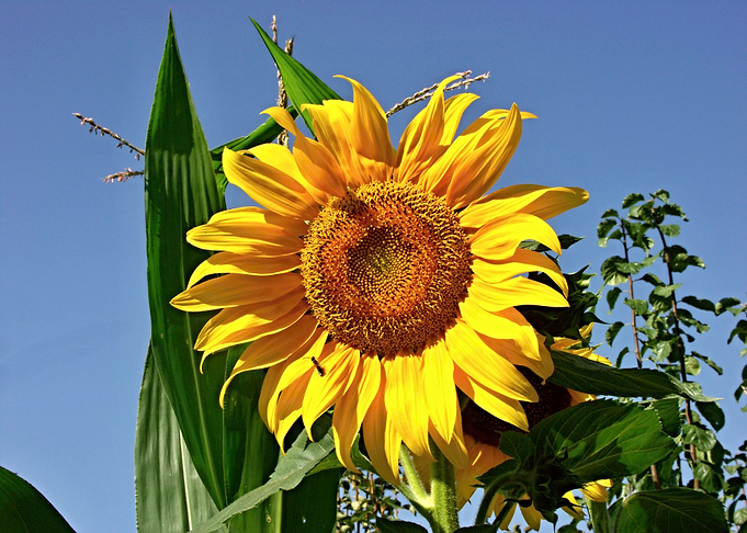 Sunflower