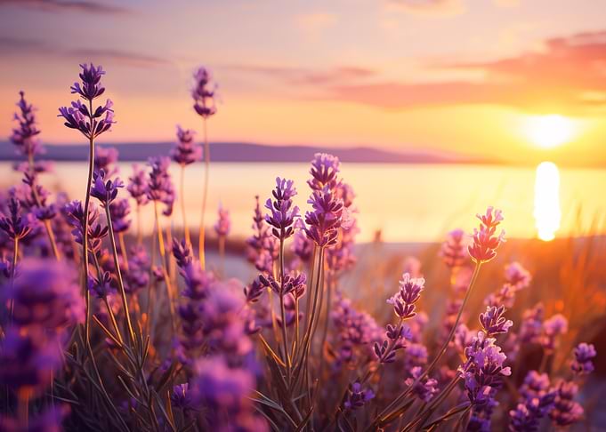 Lavender sunset