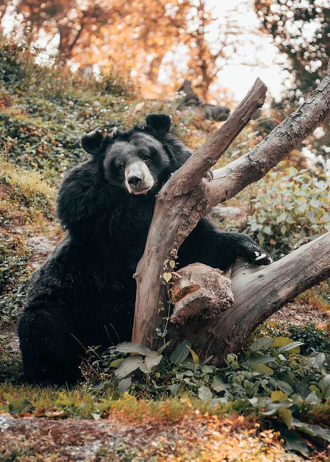 black bear