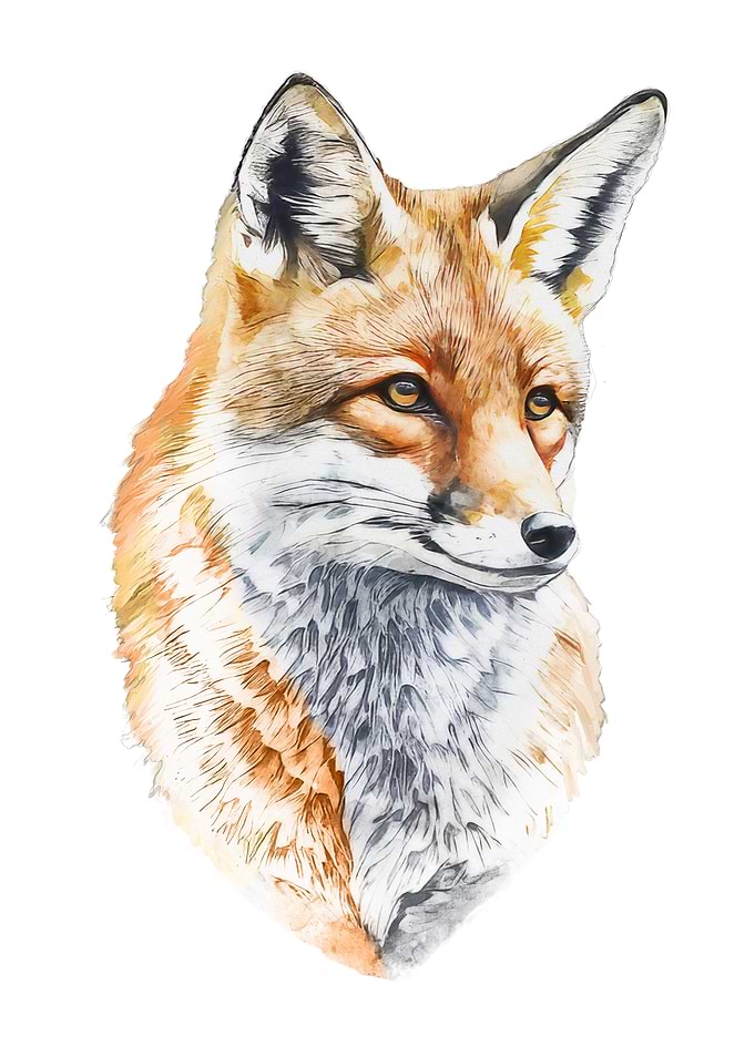 Red Fox Watercolor Art