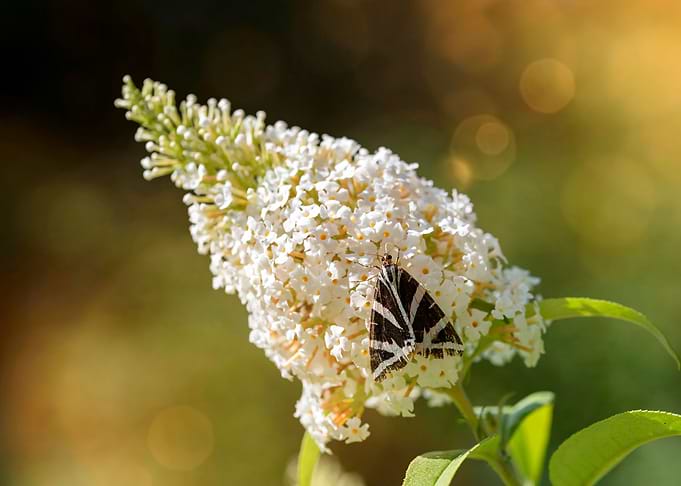 A Butterfly
