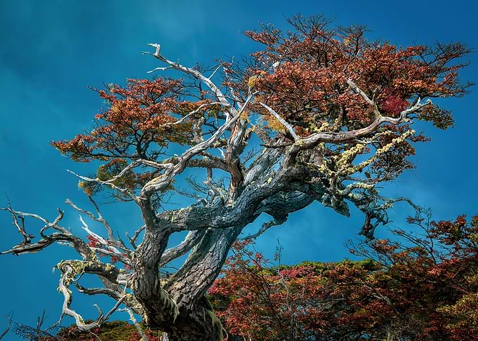 Botanical Wonders