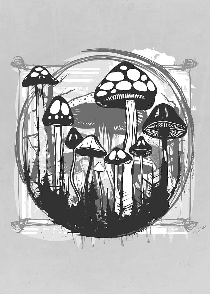 Autumn Mushrooms Forest