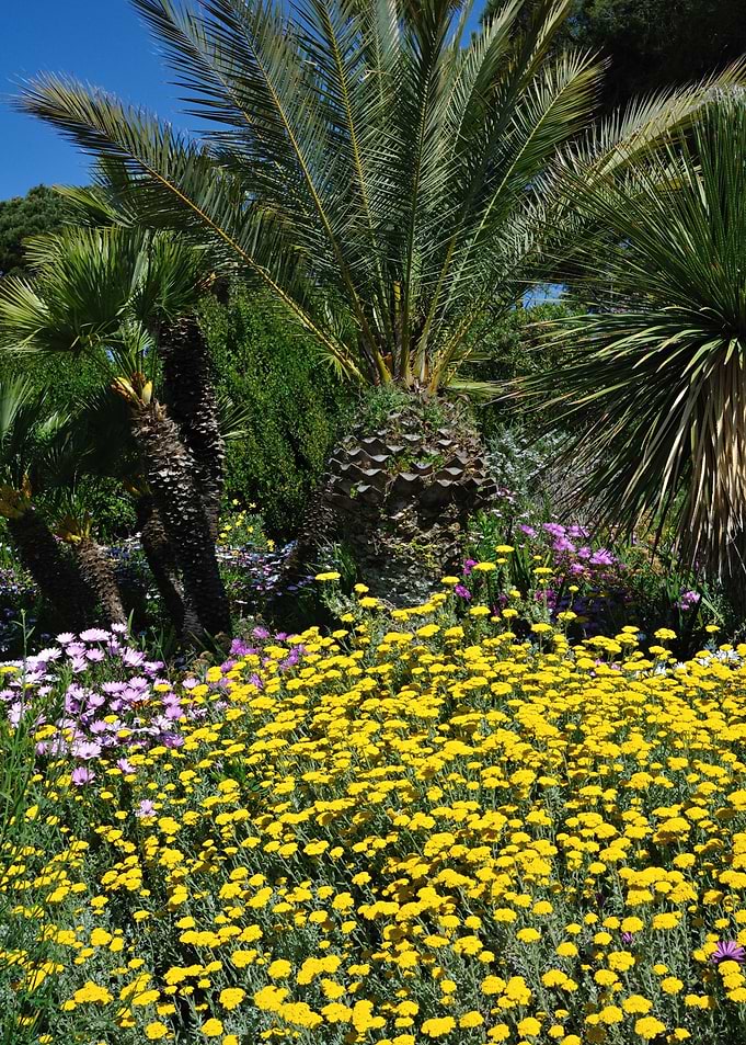 Palm Tree and flowers
