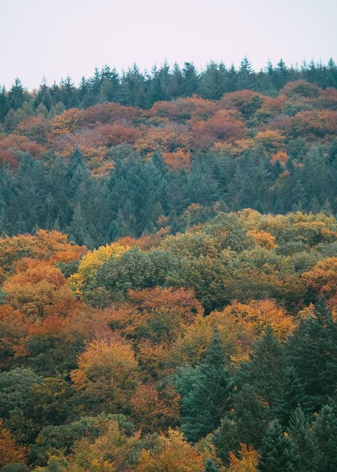 Autumn Forest