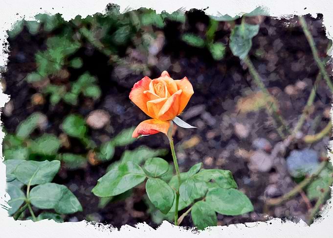 Orange Flower