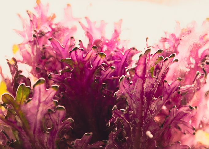 Omamental cabbage in ice 1