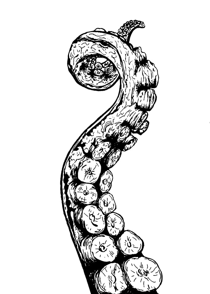 Octopus