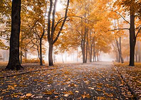 Autumn trees in Park