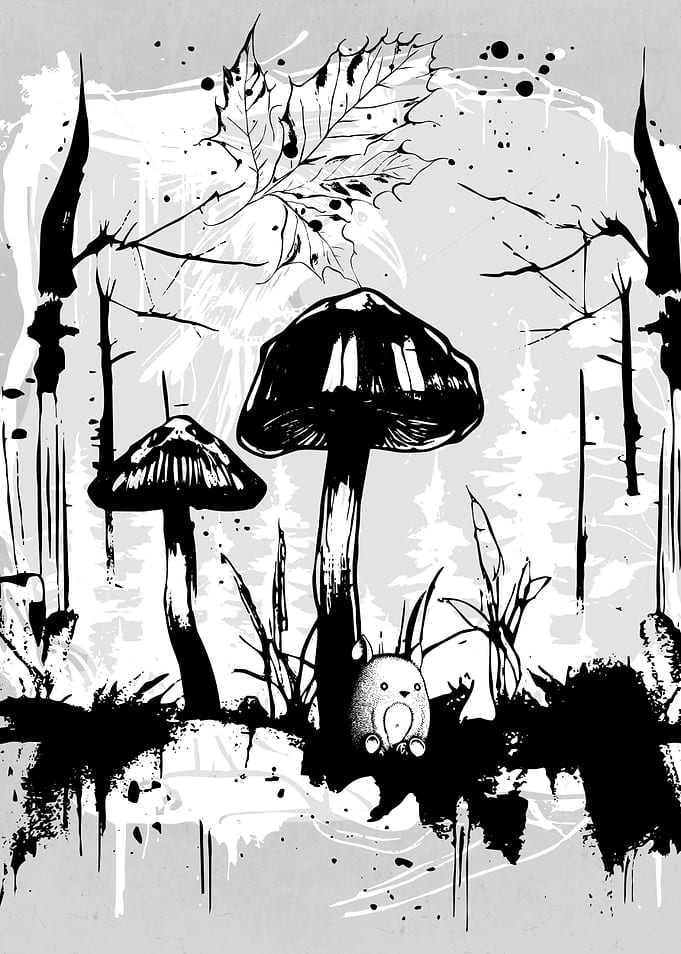 Autumn Mushrooms Forest
