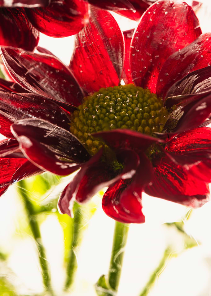 Red chrysanthemum in ice 2