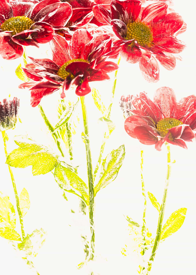 Red chrysanthemum in ice 1