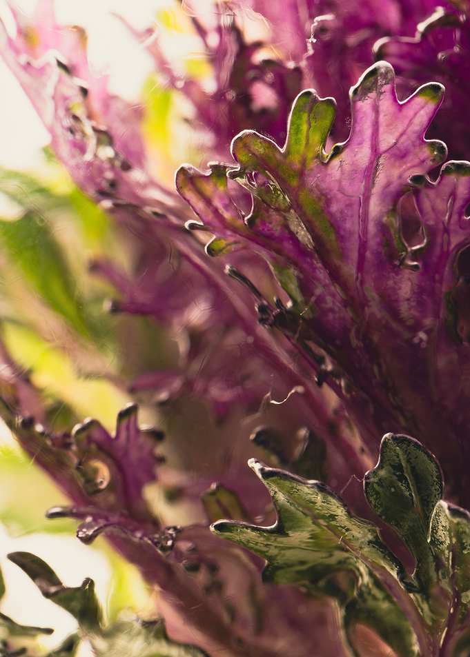Ornamental cabbage 3