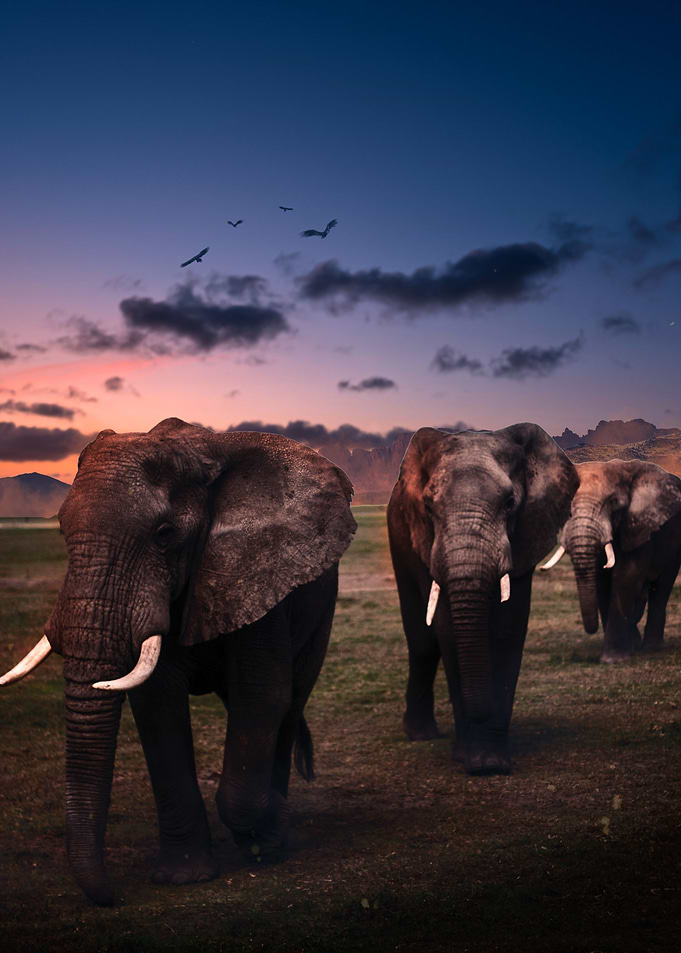 Elephant land