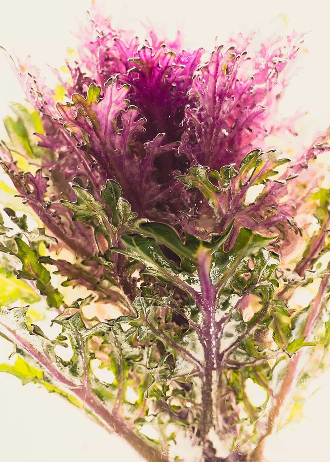 Ornamental cabbage 2