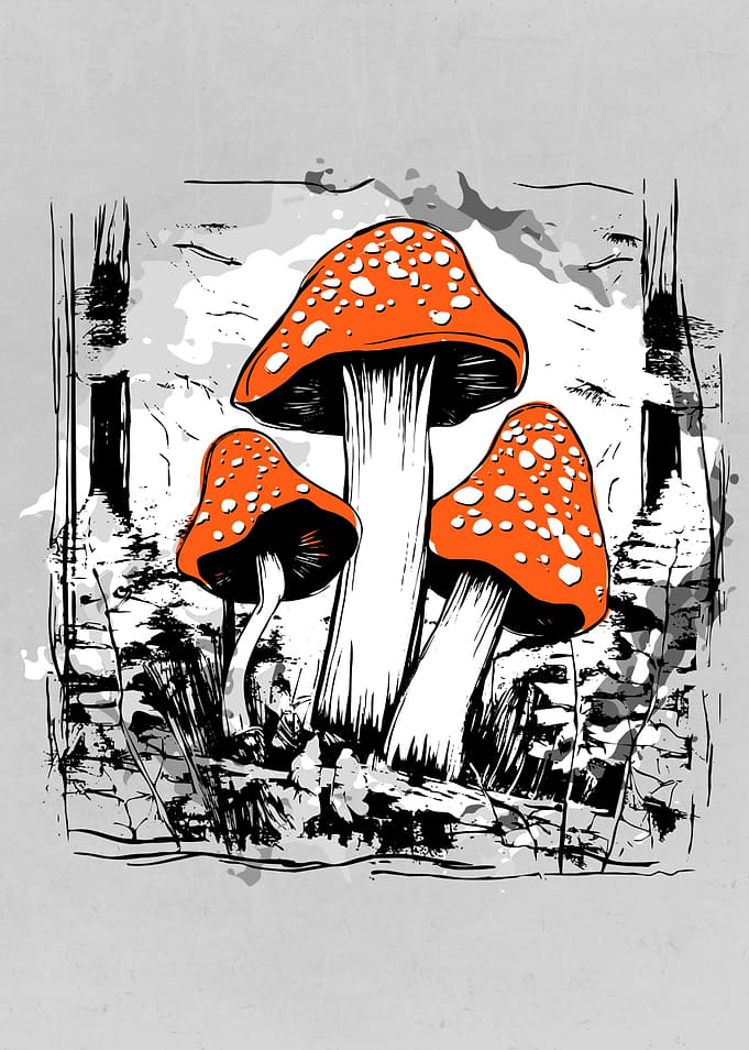 Autumn Mushrooms Forest