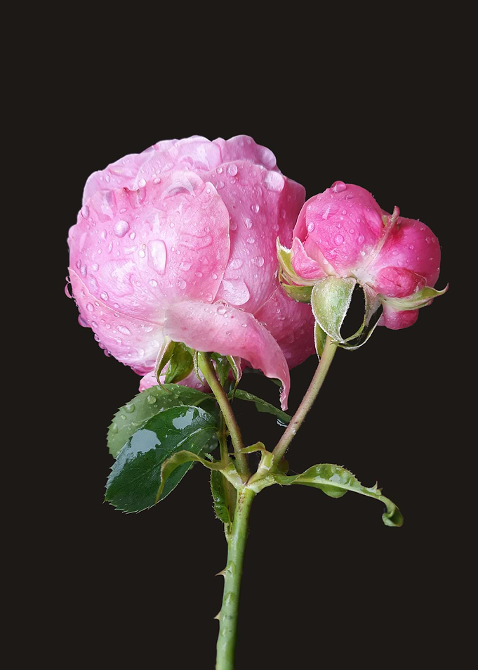 Pink rainy roses