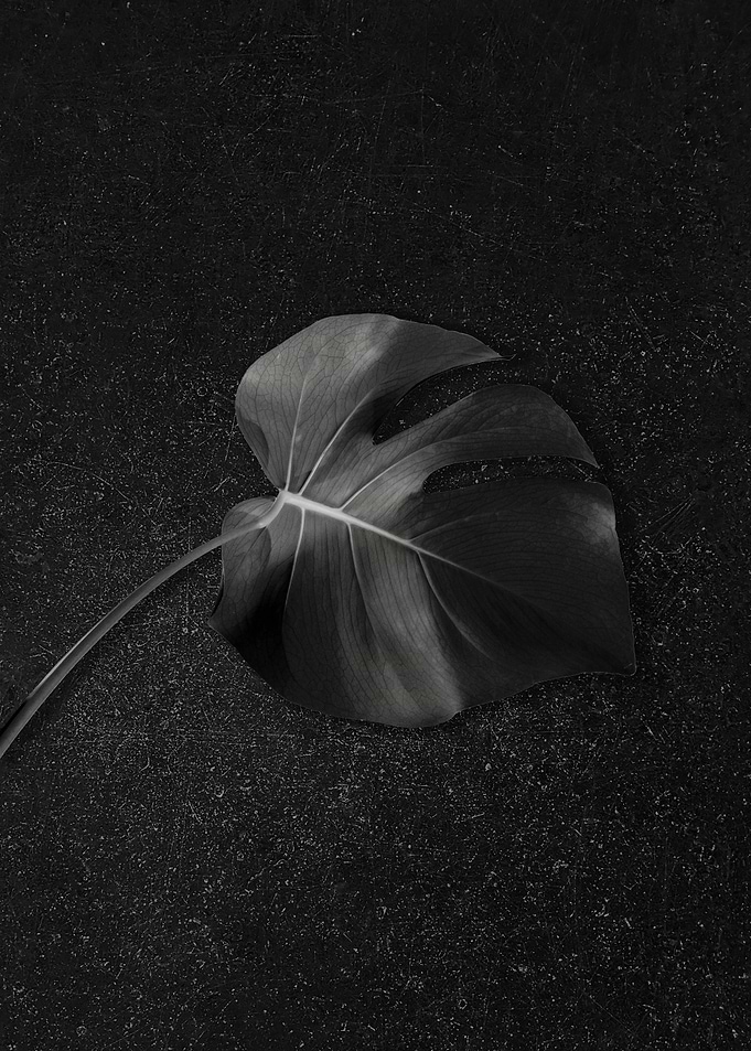 Black Monstera Texture