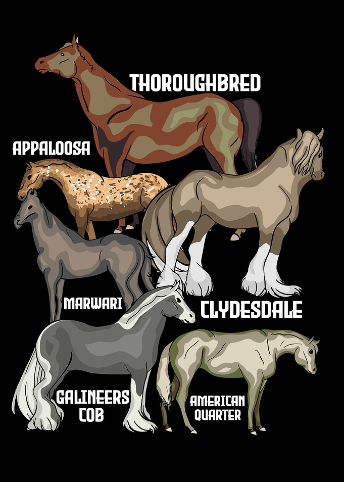 Horse Breeds Horse Riding