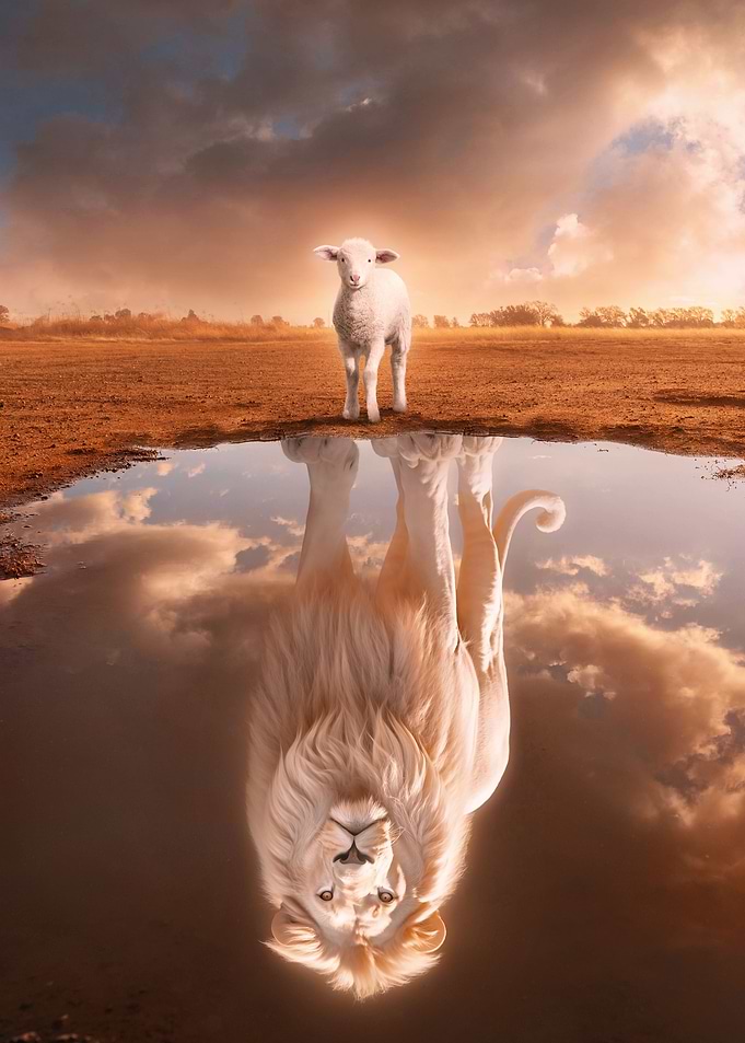 Lion And Lamb